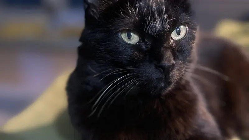 Small black cat laying down on a blanket