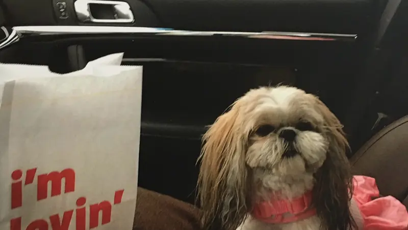 Small white dog sitting next to a McDonald's bag in a car
