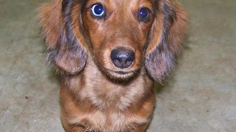 Small light brown dog looking at the camera