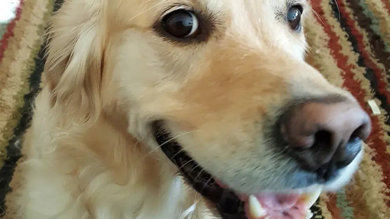 Light blonde dog sitting inside and staring at the camera