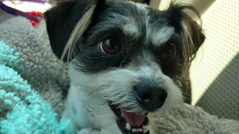 Small white and black dog sitting on a blanket and looking at the camera
