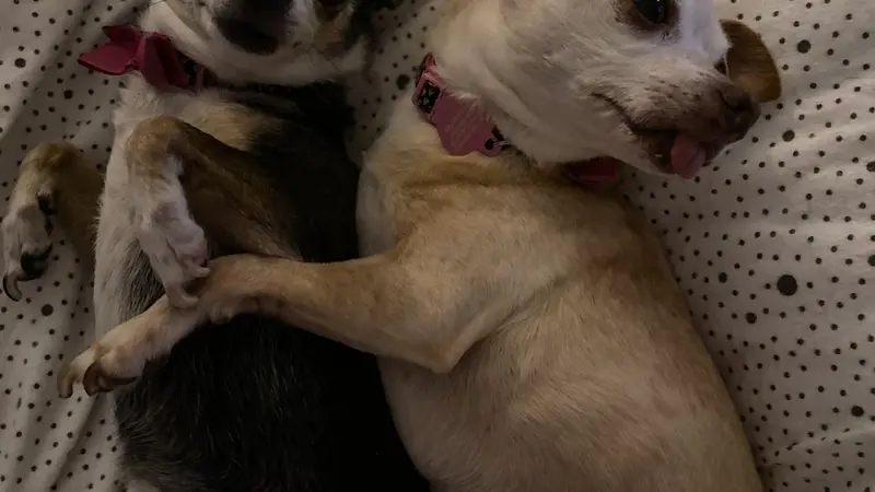 Two small dogs, one light brown and one dark brown laying next to eachother