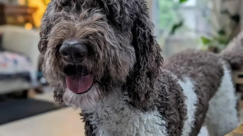 Brown and white dog with short wavy fur standing in front of a chair inside a home