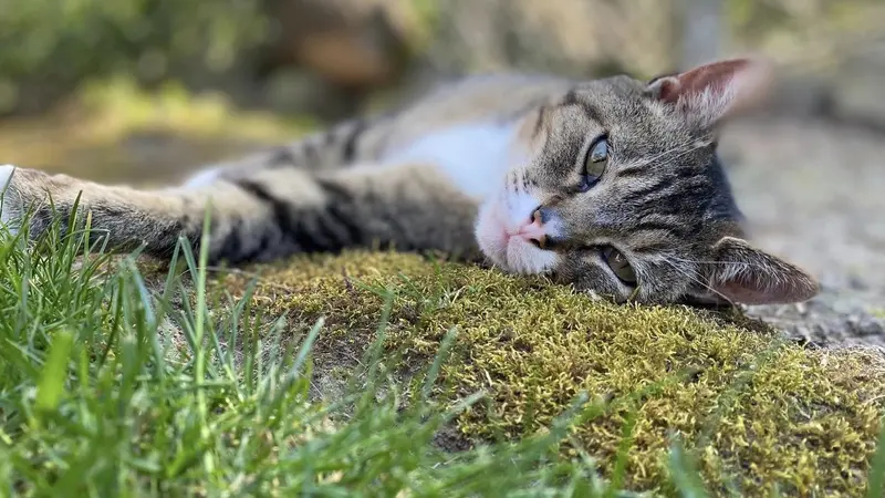 Brown cat with dark brown stripes laying in the grass
