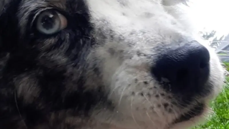 black and white dog with one brown and one blue eye