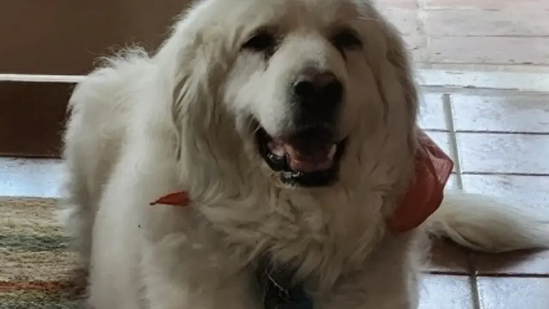 white dog