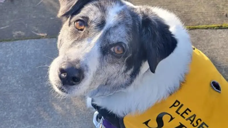 Dog with white and dark brown fur wearing a yellow vest and sitting on the sidewalk