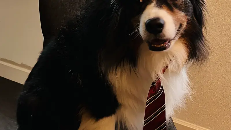 Dog with black and white fur sitting on a chair and wearing a red and white tie