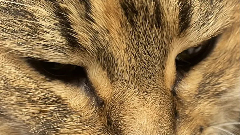 Close up picture of the face of a light brown cat