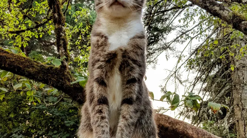 Small light brown cat with spots sitting on a fence post 