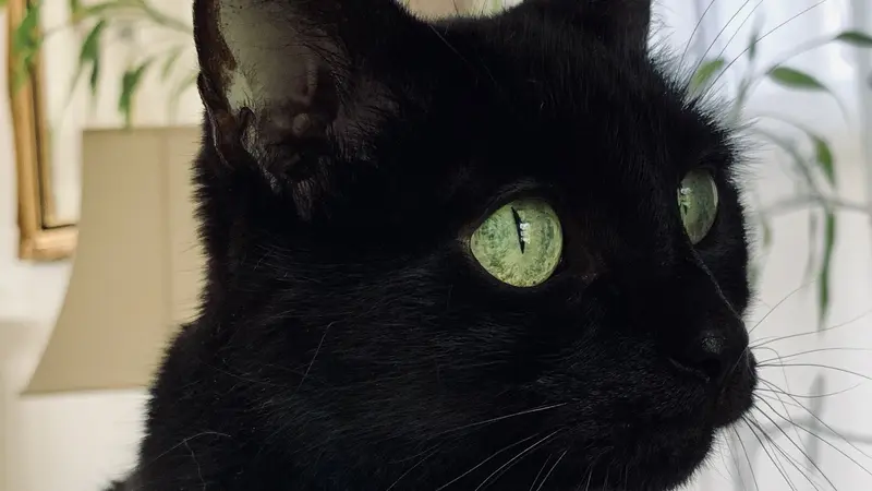 Black cat with green eyes