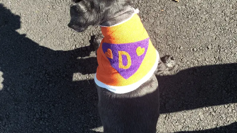 small black dog with a cape
