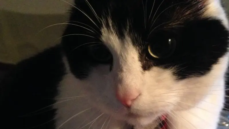 black and white cat wearing a red tie