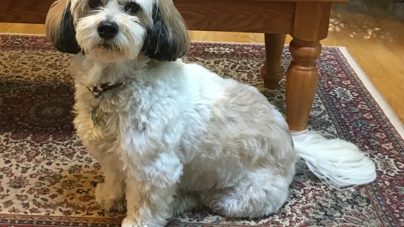 Small White dog on a rug