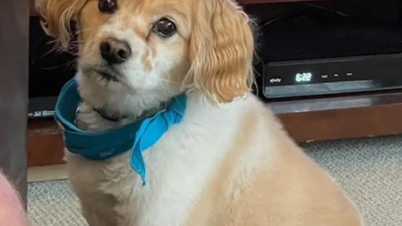 White and light brown dog with a blue collar 