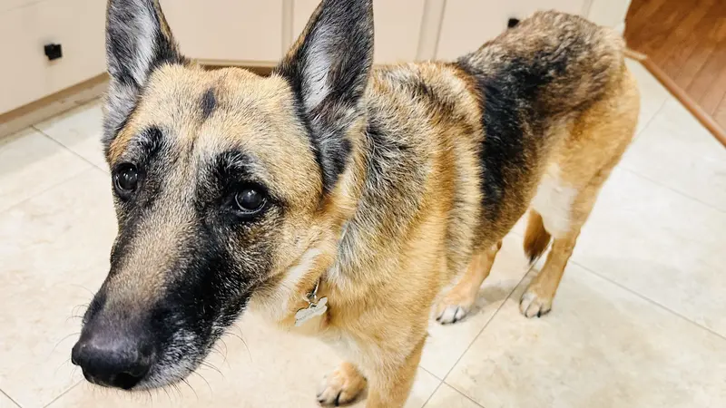 Brown and black dog standing in the kitchen