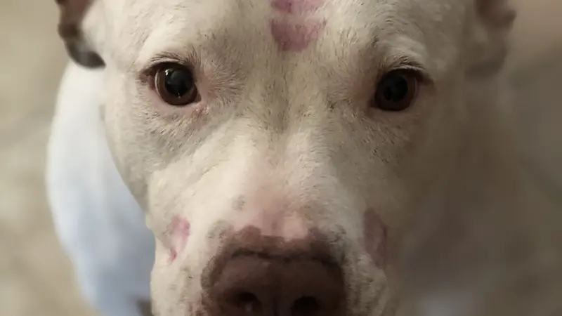White dog with lipstick kisses on their head looking at the camera