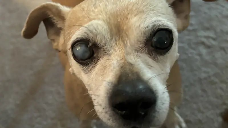 Light brown dog standing next to a table