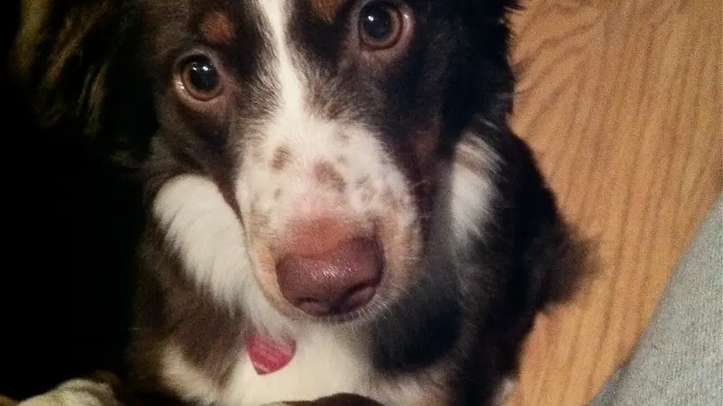 Brown and white dog looking at the camera with front paws on a chair 