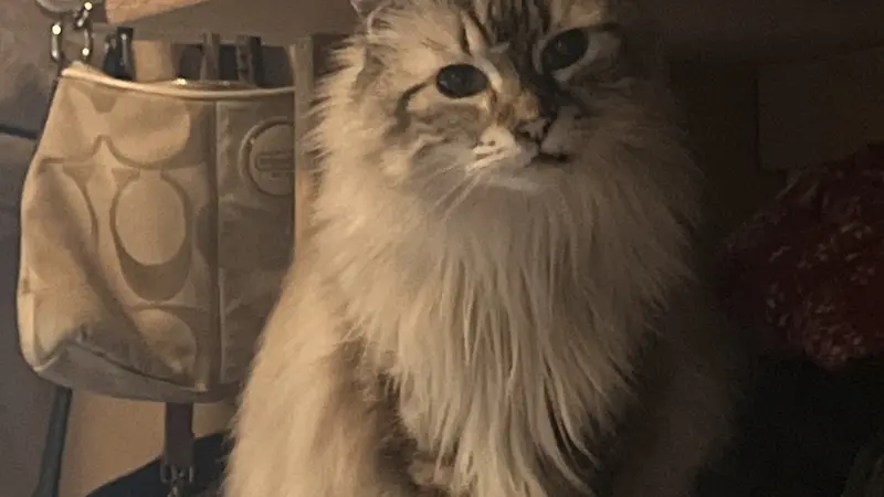 White cat with brown stripes sitting on a shelf