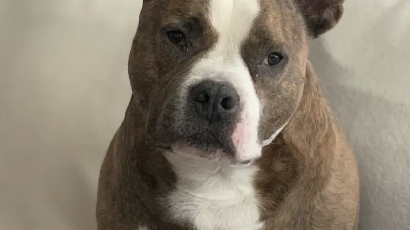 Ethyl the grey and white pocket bulldog
