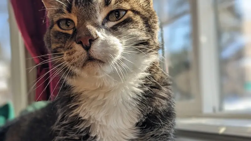 Brown cat with a white streak sitting on the couch in front of a window