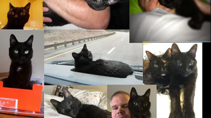 Collage of photos of a black cat snuggling and laying down