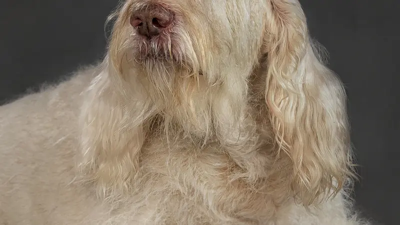 White dog laying down and looking at the camera