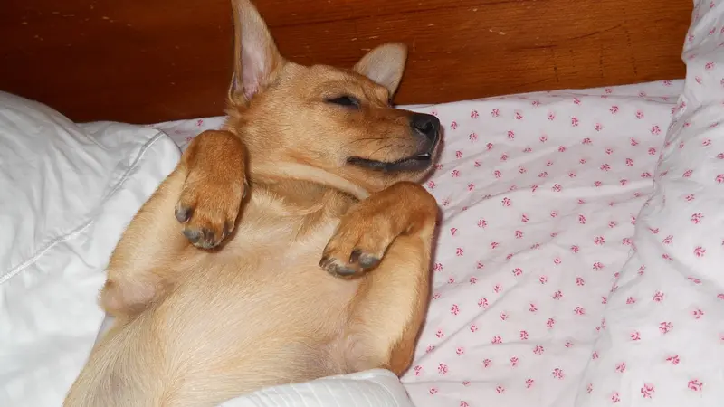 Light brown dog laying on its back on a bed taking a nap