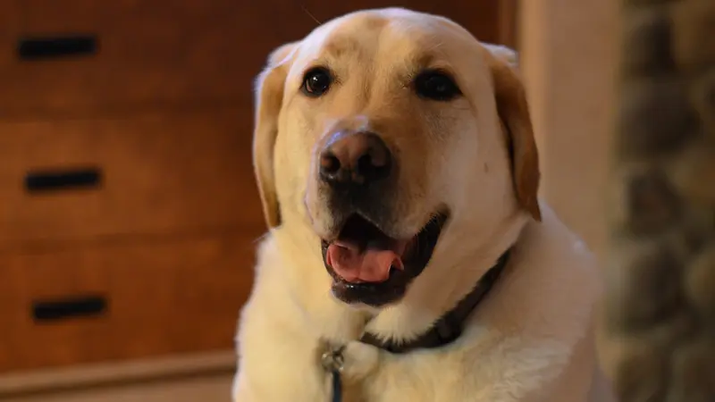 Golden lab looks happy and hungry
