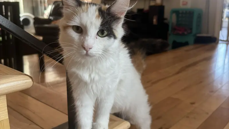 White cat with black and brown patches walking up the stairs