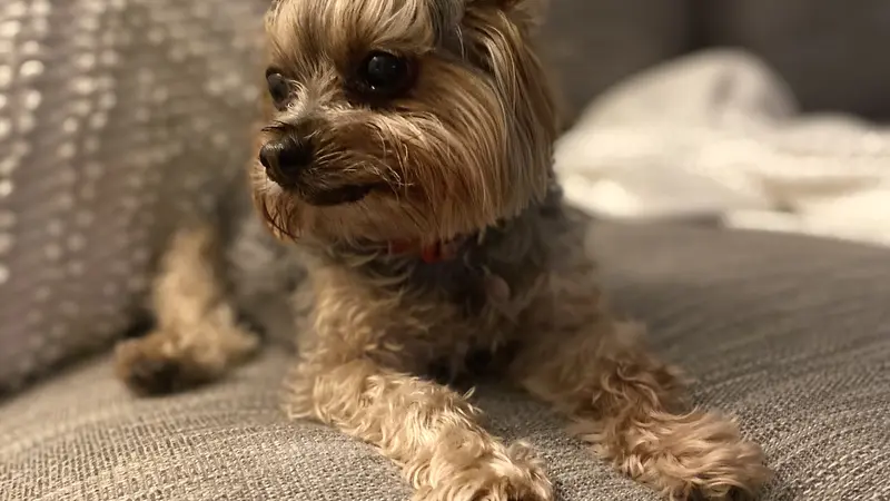 Small brown dog on the couch