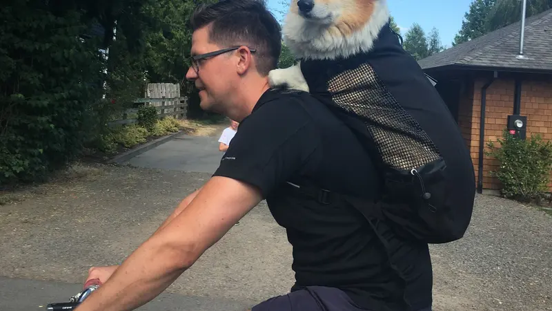 Small white dog with light brown fur around the face sitting in a backpack on the back of a person biking outside