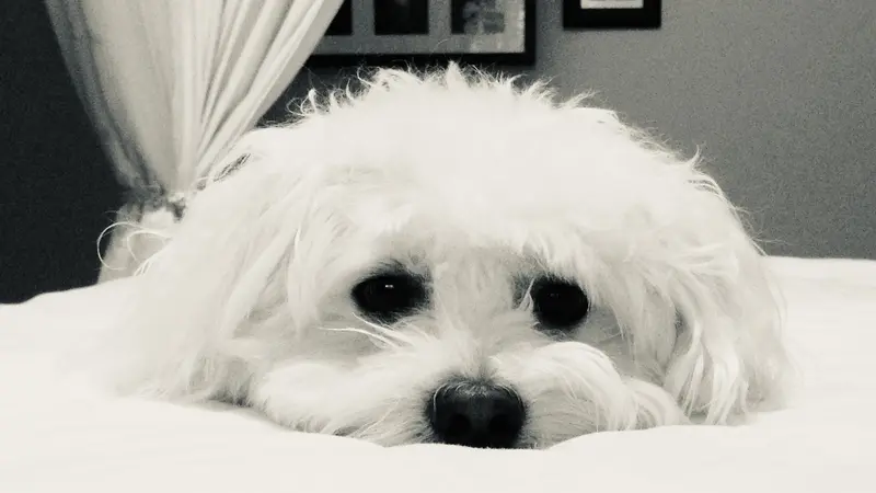 White dog laying on a pillow, black and white photo