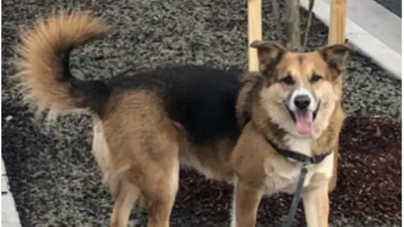 Brown dog standing outside next to a tree