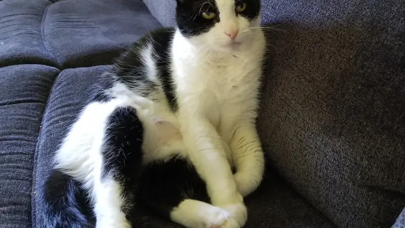 Black and white cat sitting on a couch