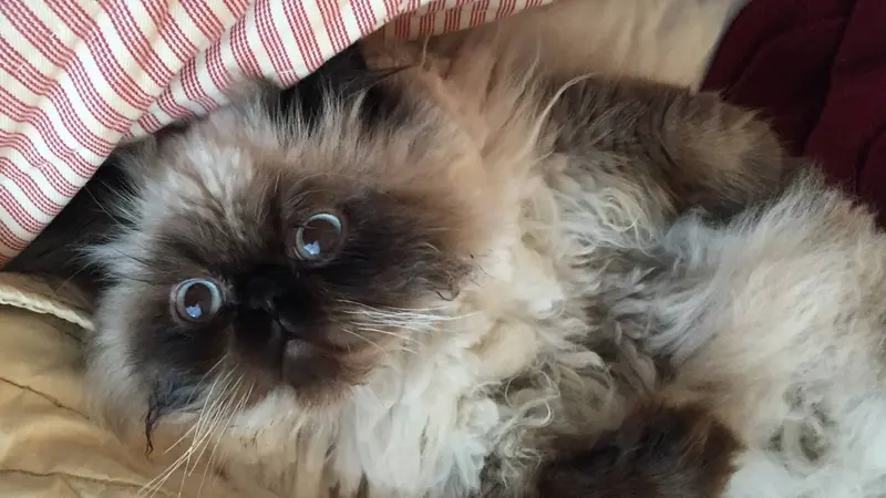 White cat with brown fur around their paws and face laying in a pile of blankets
