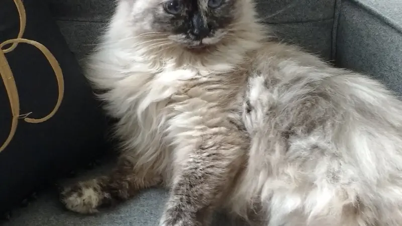 Light gray and white cat laying on a couch