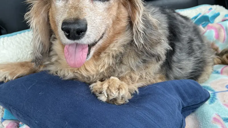 Small, light brown dog laying down on a pillow and blankets