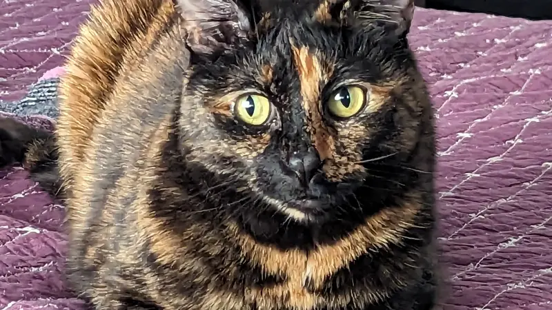 Brown and black striped cat sitting on a bed