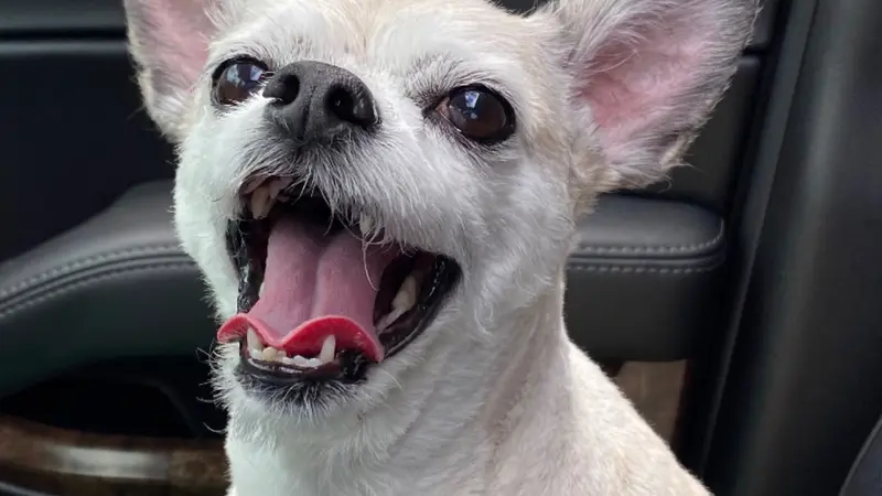 Small white dog sitting in a car