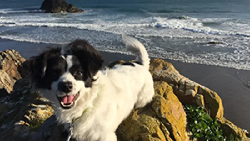 Black and white dog sitting on a rock in front of the beach