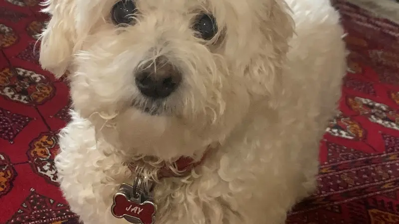 Fluffy white dog standing on a red carpet