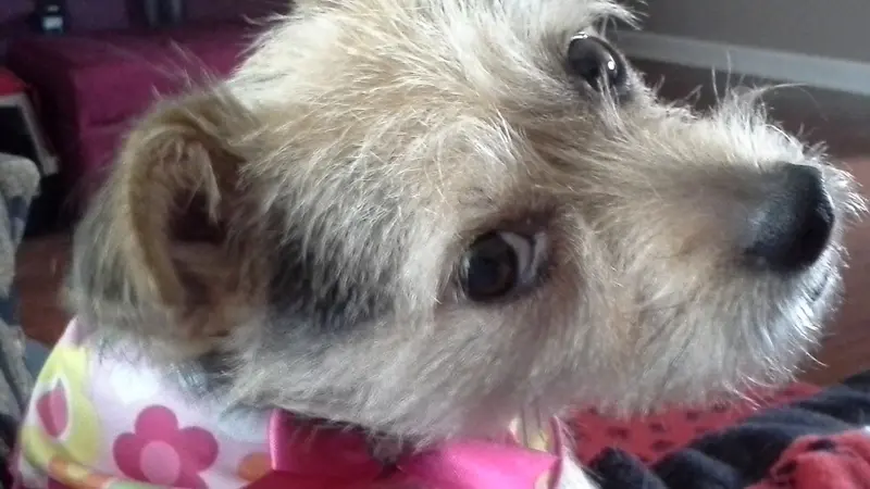 Small white and brown dog wearing a pink flower bandana and looking back at the camera