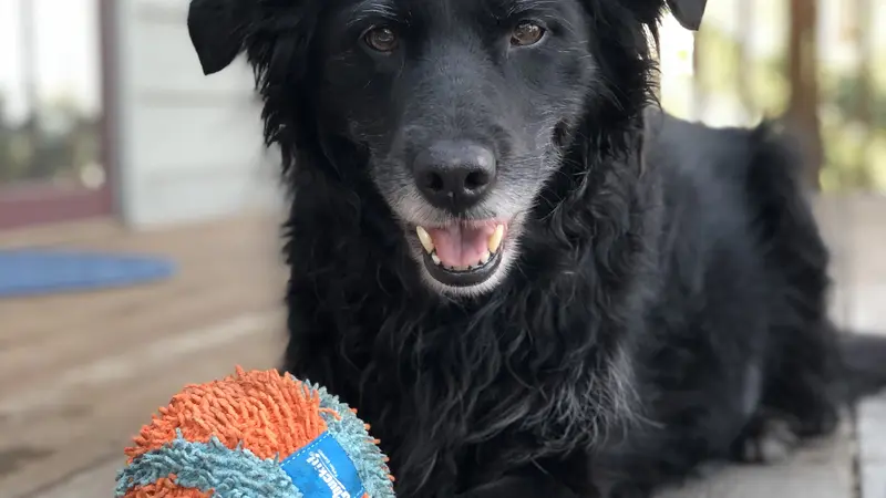 Dog with black fur laying down on a porch outside with a blue and orange toy ball