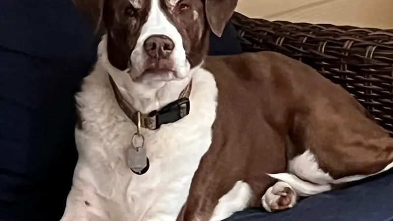 Brown and white dog laying on the couch outside