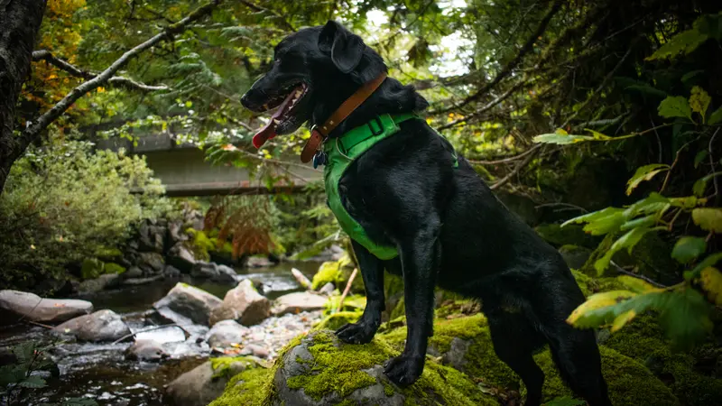 Black dog with a green harness standing on a rock next to a forest creek