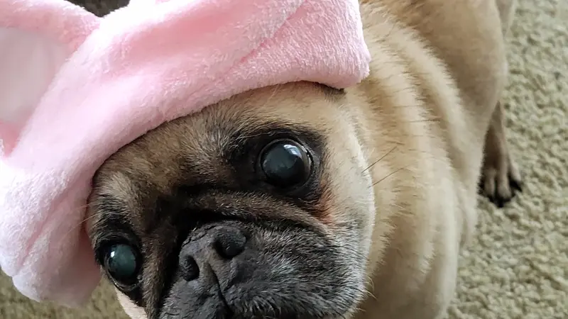 pug with round black eyes wearing a cute pink hat with cat ears on it