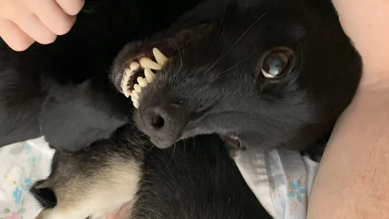 black dog