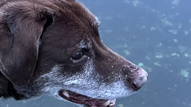 Dark brown dog with white fur around the mouth and looking out at the water